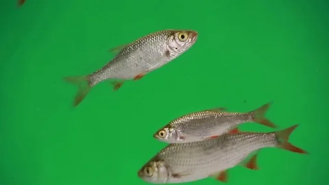 Rudd swims in water on green screen Stock Footage