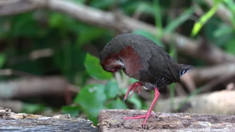 Ruddy-breasted Crake 4694 Video stock 267365426