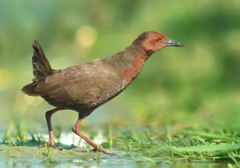 Ruddy-breasted crake Stock Photos
