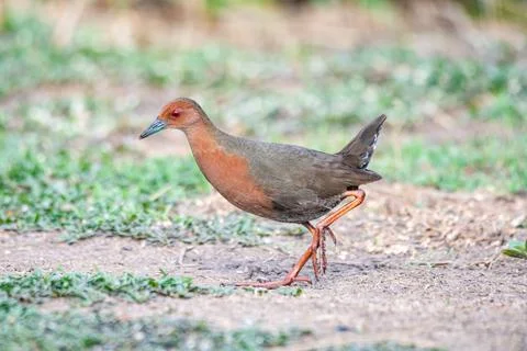 Ruddy-breasted crake Stock Photos