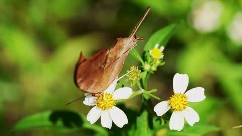 Ruddy Daggerwing Butterfly Close up  Stock-Footage 250363732
