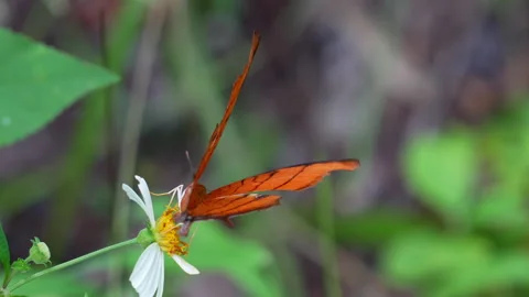 Ruddy Daggerwing Slow Motion Stock-Footage 250363487