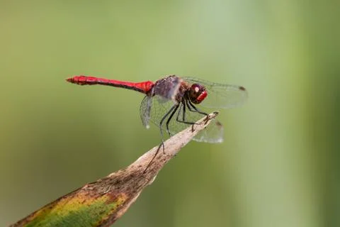 Ruddy Darter Dragonfly perched on a plant Stock Photos