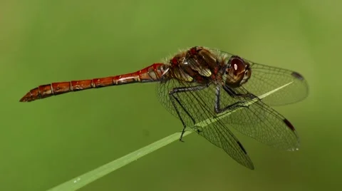 Ruddy darter  Stock Footage 59876491