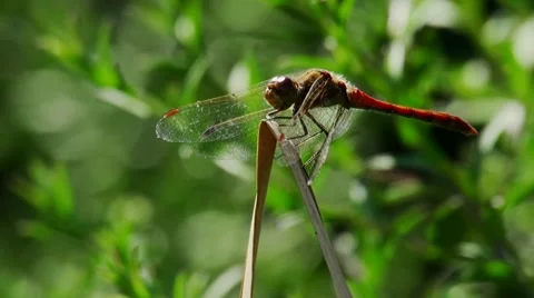 Ruddy darter  Stock Footage 59882921