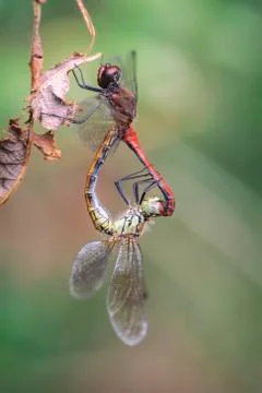 Ruddy Darter - mating Stock Photos