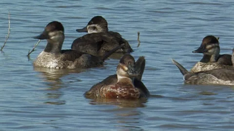 Ruddy Duck 1 Stock Footage 8511900