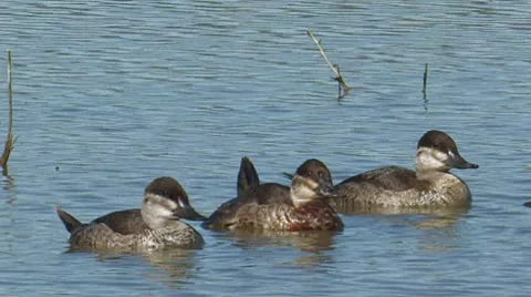 Ruddy Duck 2 Stock Footage 8511896