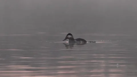 Ruddy Duck Diving Right to Left in Real Time Stock Footage 297639852