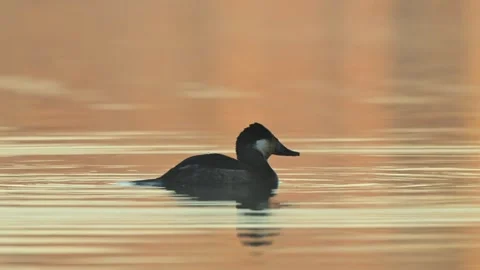 Ruddy Duck Drake Diving Left to Right on an Early Morning Sunlit Lake Stock Footage 297639918