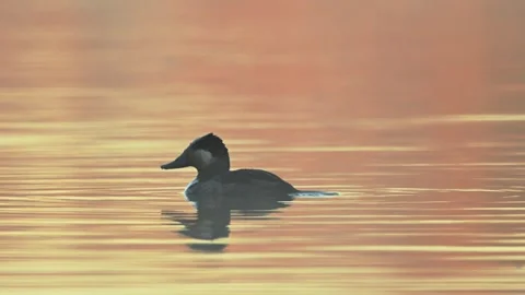 Ruddy Duck Drake Diving Right to Left on Early Sunlit Lake Stock Footage 297639928