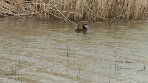 Ruddy Duck Stock Footage 11515690