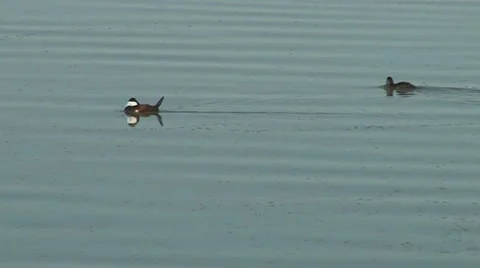 Ruddy Duck Stock Footage 11701457