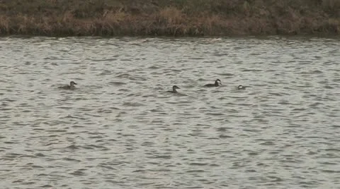 Ruddy Duck Stock Footage 11741826