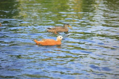 Ruddy duck Foto stock