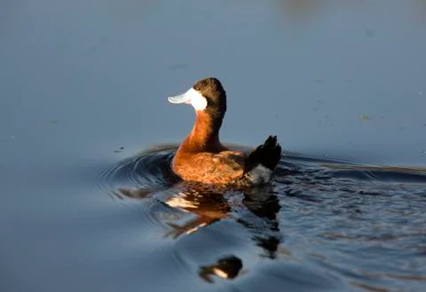 Ruddy Duck Stock Photos