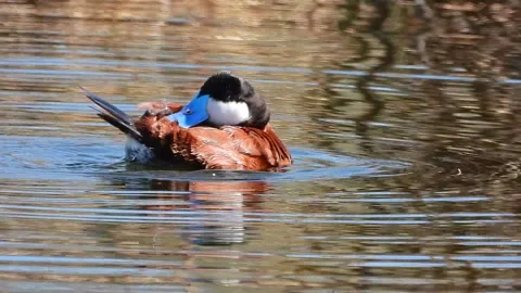 Ruddy Duck preening on lake Video stock 155415061