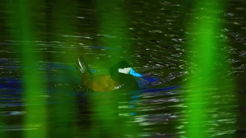 Ruddy Ducks in Active Spring Display on Calm Lake Stock Footage 337616560