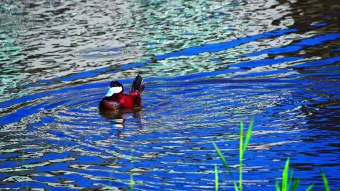 Ruddy Ducks in Active Spring Display on Calm Lake Stock Footage 337616730