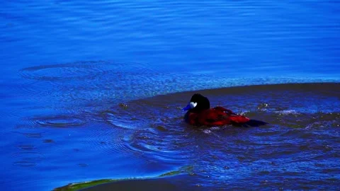 Ruddy Ducks in Active Spring Display on Calm Lake Stock Footage 337617188