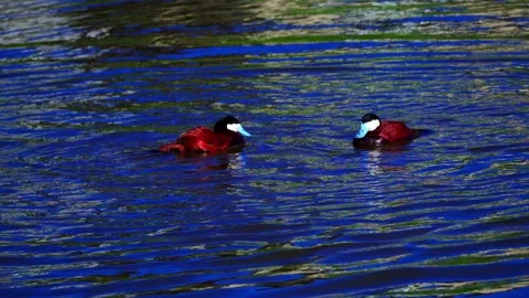 Ruddy Ducks in Active Spring Display on Calm Lake Stock Footage 337617294
