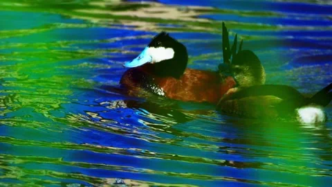 Ruddy Ducks in Active Spring Display on Calm Lake Stock Footage 337617325