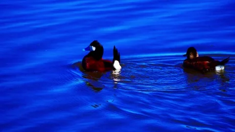 Ruddy Ducks in Active Spring Display on Calm Lake Stock Footage 337617343