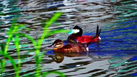 Ruddy Ducks in Active Spring Display on Calm Lake Stock Footage 337617514