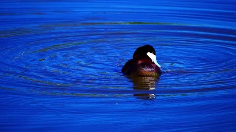 Ruddy Ducks in Active Spring Display on Calm Lake Stock Footage 337617536