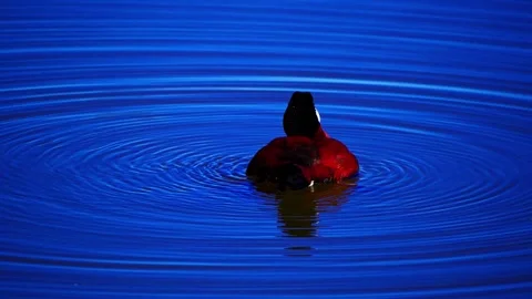 Ruddy Ducks in Active Spring Display on Calm Lake Stock Footage 337617820