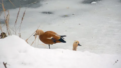 Ruddy ducks Stock Footage 326776375