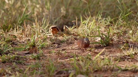 Ruddy Ground Dove Stock Footage 247924723