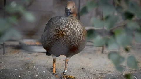 Ruddy headed goose in daytime Stock Footage 90337770