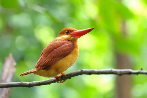 Ruddy Kingfisher Stock Photos