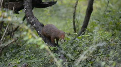 Ruddy Mongoose 動画素材 50634237