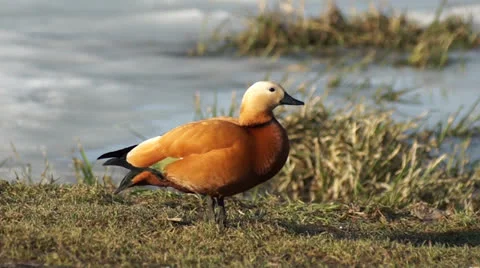 Ruddy Shelduck basking in the evening sun Stock Footage 22680133