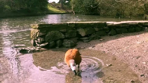 Ruddy Shelduck coming closer Stock Footage 77863937
