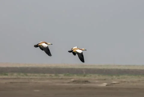Ruddy shelduck in flight. Stock Photos
