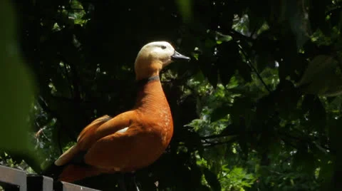 Ruddy Shelduck Video stock 24899129