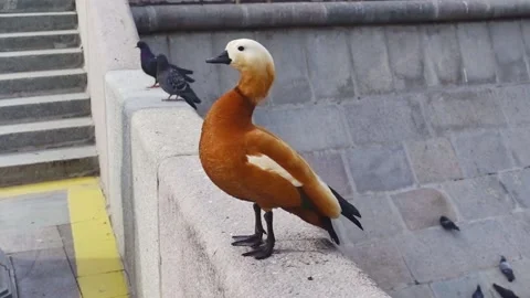 Ruddy shelduck Video stock 154191001