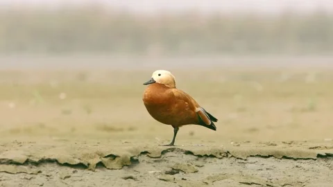 Ruddy Shelduck Stock Footage 239559347