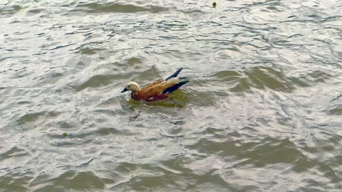 Ruddy shelduck Video stock 312167621