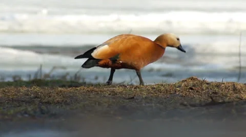 Ruddy Shelduck is gradually disappearing from the frame Stock Footage 22680125