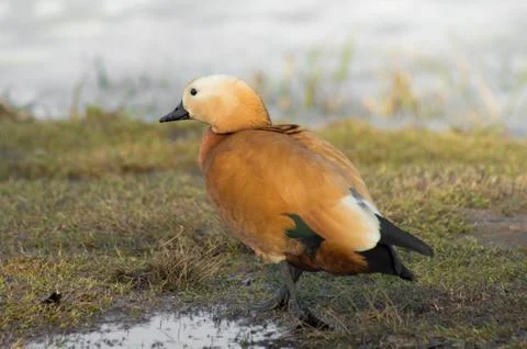 Ruddy Shelduck on a grass Foto stock