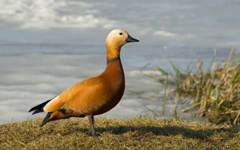 Ruddy Shelduck on a grass Foto stock