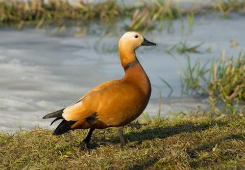 Ruddy Shelduck on a grass Foto stock