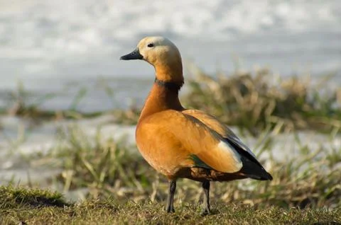 Ruddy Shelduck on a grass Foto stock