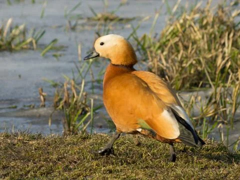 Ruddy Shelduck on a grass Foto stock
