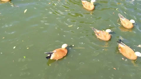 Ruddy Shelduck. A lot of ducks Ogar swims on pond Vidéo 207010743