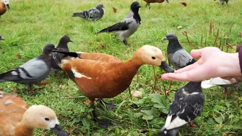 Ruddy Shelduck, or red duck and pigeons eats food from the human hand. Stock Footage 217952749